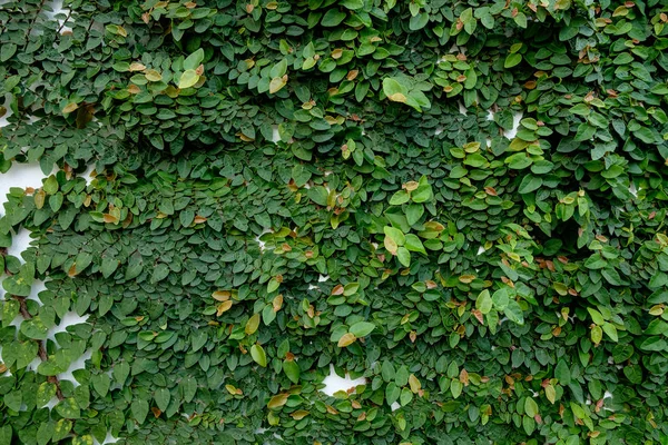 Абстрактное природоохранное пространство зеленого ползучего растения — стоковое фото