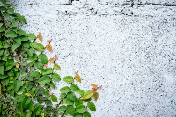 O fundo abstrato natureza copyspace de verde Creeper Plant — Fotografia de Stock