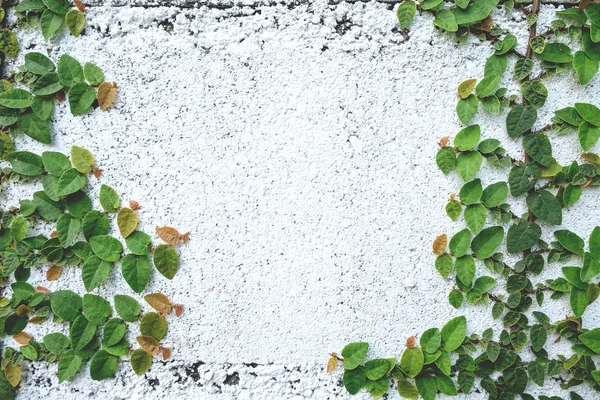 Lo sfondo astratto natura copyspace verde Creeper Plant — Foto Stock