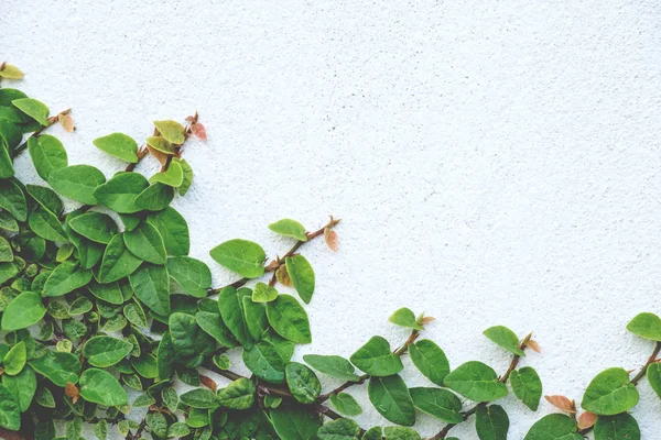 Lo sfondo astratto natura copyspace verde Creeper Plant — Foto Stock