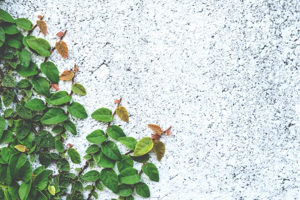 O fundo abstrato natureza copyspace de verde Creeper Plant — Fotografia de Stock