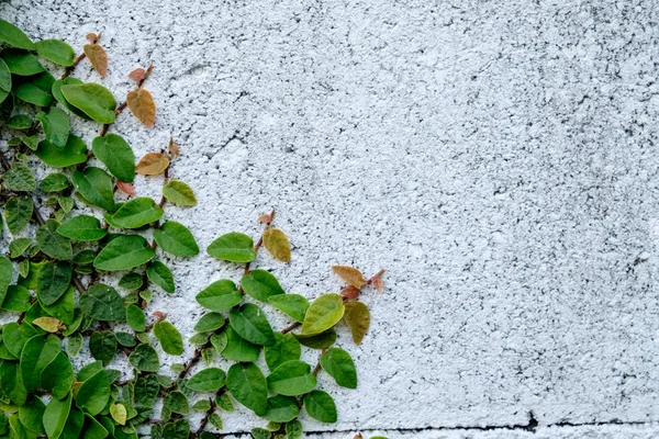 Lo sfondo astratto natura copyspace verde Creeper Plant — Foto Stock