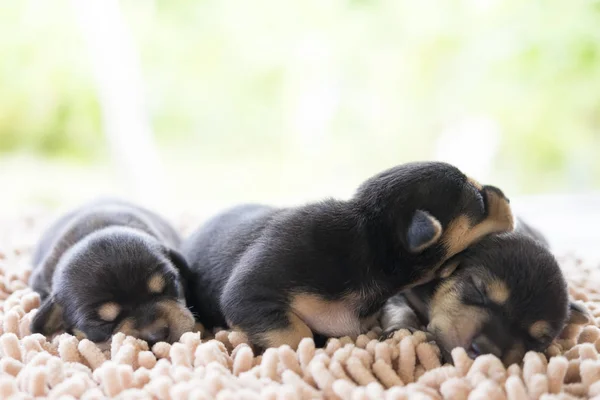 Puppy ware glasses and sleeping on soft bed.