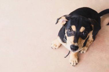 Birisi onunla oynamak isteyen arayan köpek.