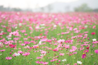 Cosmos çiçekler güneş ışığı ve berrak gökyüzü.