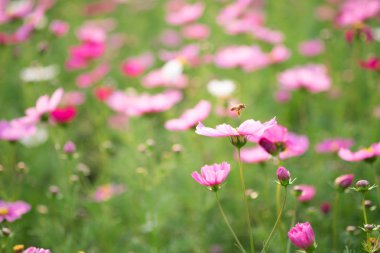Cosmos çiçekler güneş ışığı ve berrak gökyüzü.
