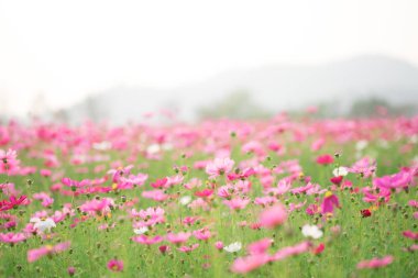 Cosmos çiçekler güneş ışığı ve berrak gökyüzü.