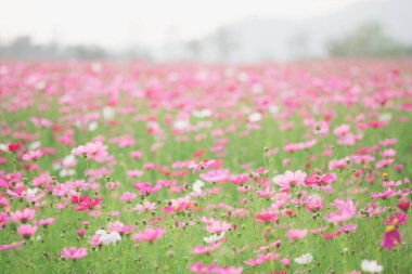Cosmos çiçekler güneş ışığı ve berrak gökyüzü.