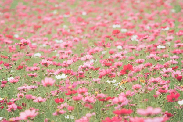 Cosmos flores na luz solar e céu claro . — Fotografia de Stock