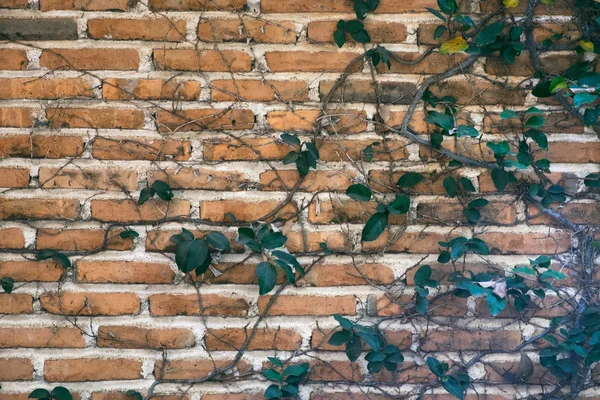 붉은 벽돌 벽의 질감 이 배경을 닦고 있다 — 스톡 사진