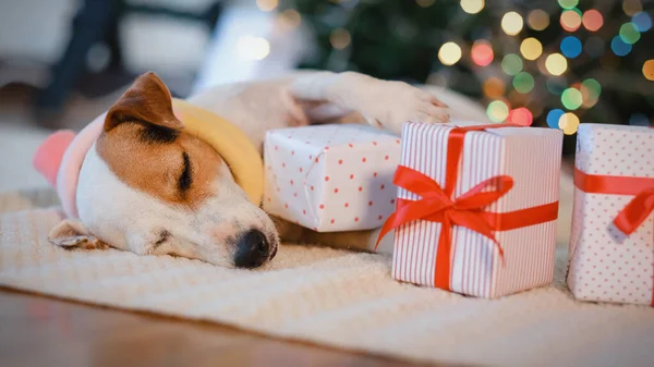 自宅でクリスマスを祝う贈り物を持つ愛らしい犬. — ストック写真