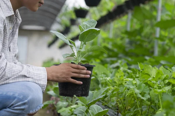 Joven Agricultor Recogiendo Verduras Orgánicas Frescas Jardín —  Fotos de Stock