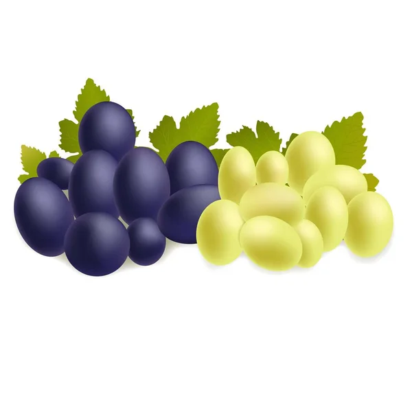 Light and blue grapes — Stock Vector