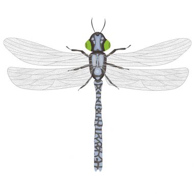 beyaz zemin üzerine boyalı yusufçuk