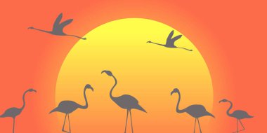 Flamingo sürüsü büyük oturma aşağı güneşin arka planı