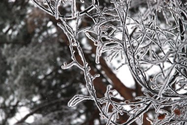 buz kaplı şubeleri