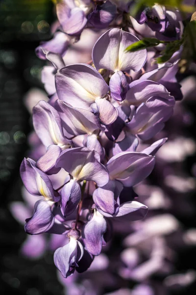 Wisteria 'nın coşkulu çiçeklenişine yakın çekim