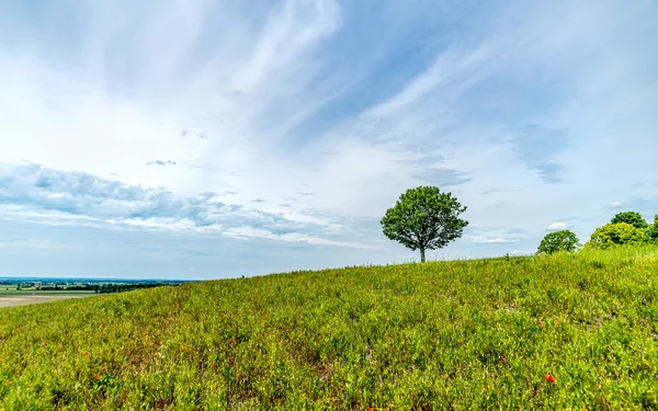 Kırsal alan, yabani nadas tarlası, açmakta olan gelincikler.