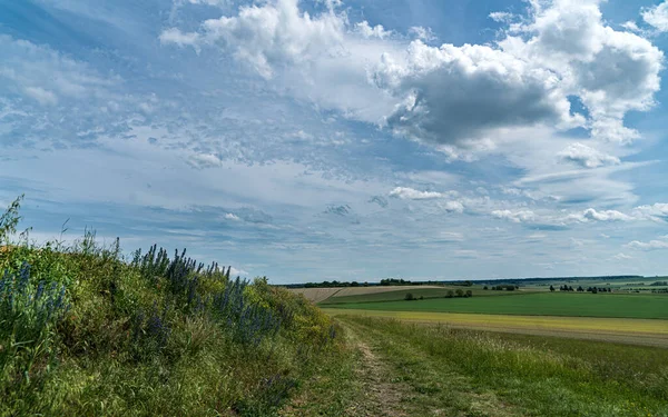 Krajina Polní Květiny Podél Stezky Pohled Zemědělskou Půdu — Stock fotografie