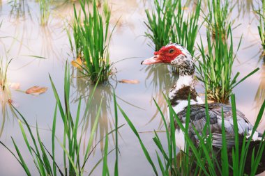 Mısır tarlasında bir Muscovy.