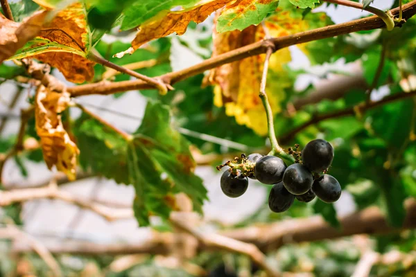 Single bunch of grapes on vine after harvest. — Stock Photo, Image