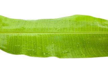 Taze ve yeşil Tropikal Muz Yaprağı ve izole yağmur damlaları