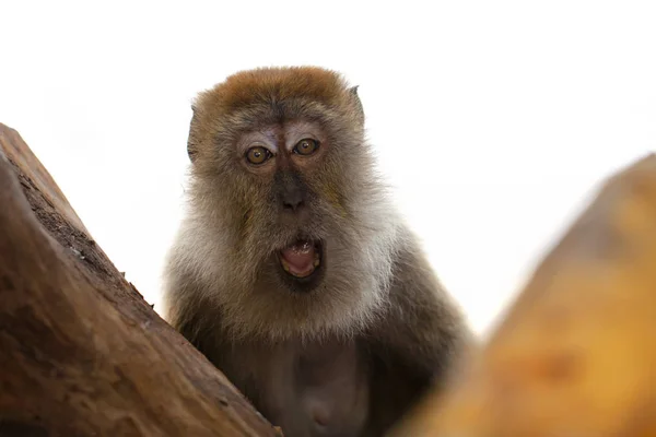 Primer plano Retrato de sonriente Macaco de cola larga feliz en Malasia —  Fotos de Stock