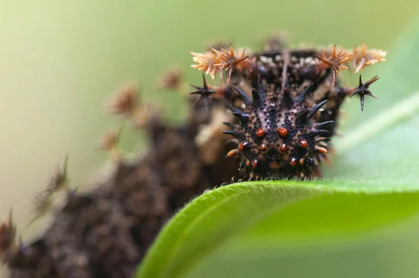 Seltsames Geschöpf - Nahaufnahme der Raupe des Kardinals lizenzfreie Stockbilder