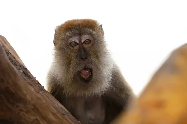 Närbild Porträtt av leende Happy Long Tailed Macaque i Malaysia Stockfoto