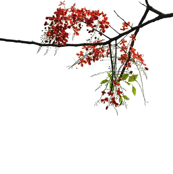 Tree Branch filled with Red Flowers Isolated on White Background Stock Image