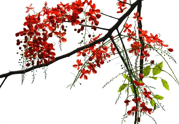 Vackra röda grenen av blommor på vit bakgrund Royaltyfria Stockfoton
