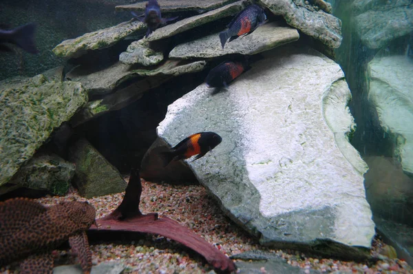 Tropheus fish tank — Stok fotoğraf