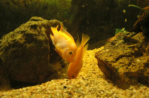 Fish in fish tank — Stock Photo, Image