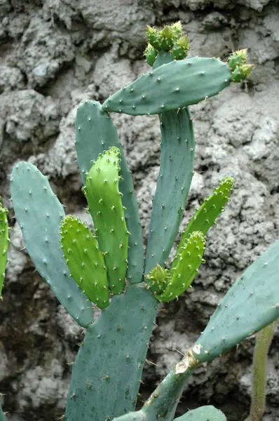 Cactus en el jardín botánico —  Fotos de Stock