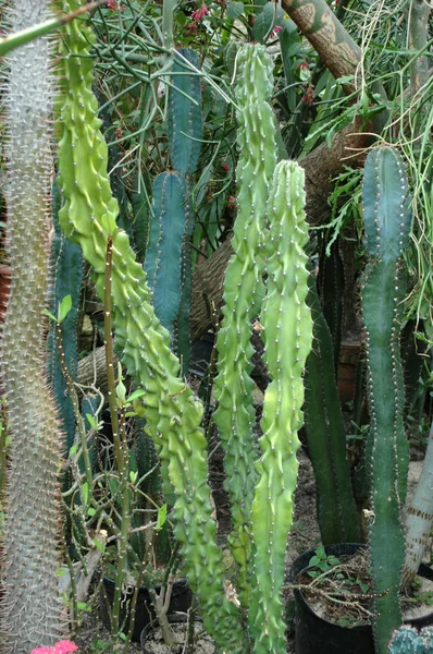Cactus en el jardín botánico —  Fotos de Stock