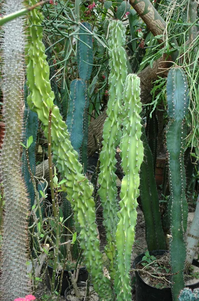 Cacto no jardim botânico — Fotografia de Stock