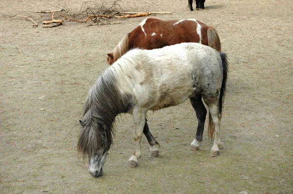 Pony på gården - Stock-foto