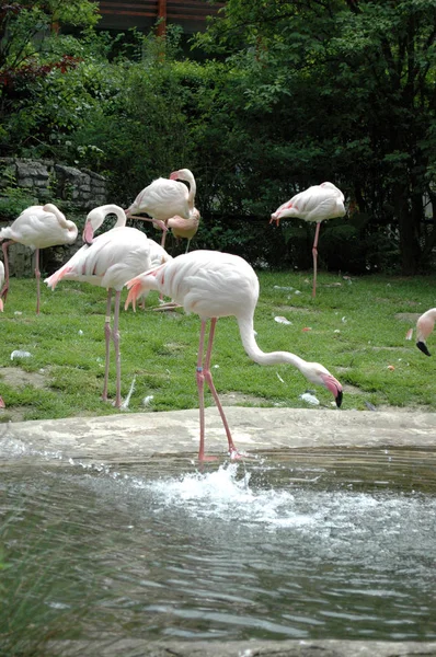 Flamingo in vijver — Stockfoto