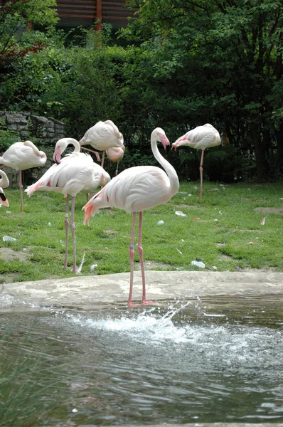 Flamingo in een vijver — Stockfoto