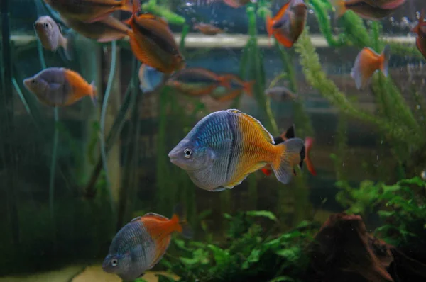 Vissen in een aquarium Rechtenvrije Stockafbeeldingen