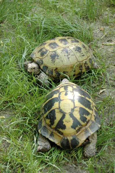 Tortugas en la hierba Imagen De Stock