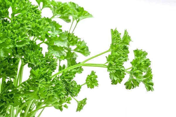 Parsley leaves isolated — Stock Photo, Image