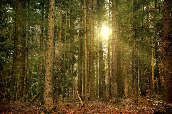 Sonnenstrahlen im dunklen Wald — Stockfoto