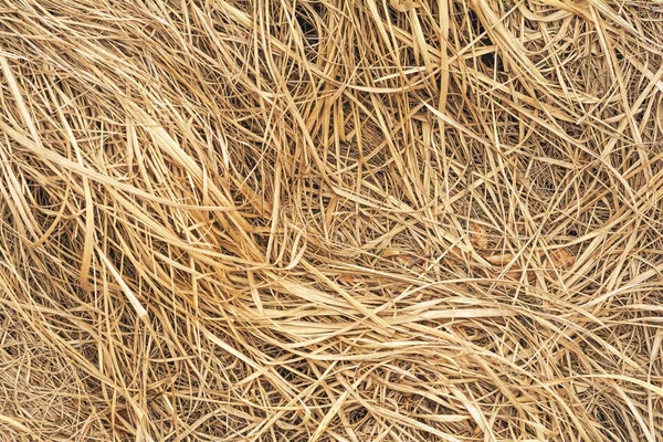 Dry grass background — Stock Photo, Image