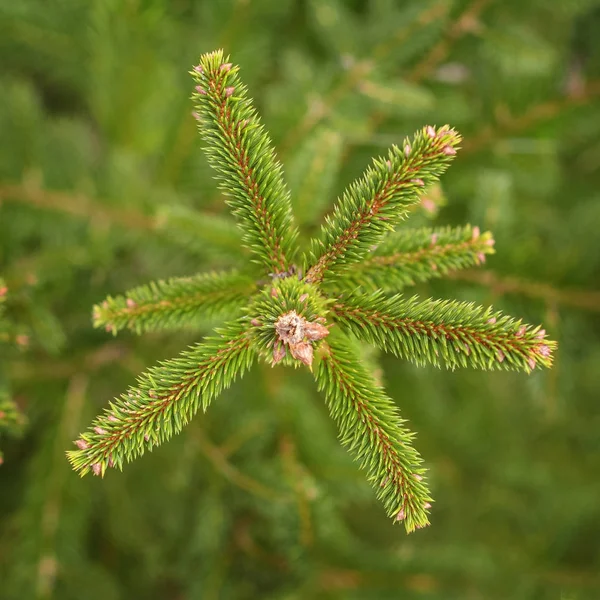 Fir branch buds — Stock Image Fir branch buds Stock Image