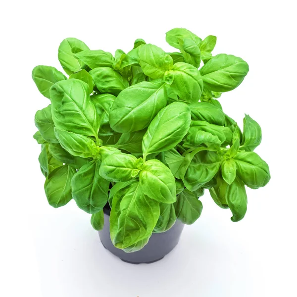 Basil plant — Stock Photo, Image