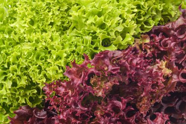 Kırmızı ve yeşil salata karışımı