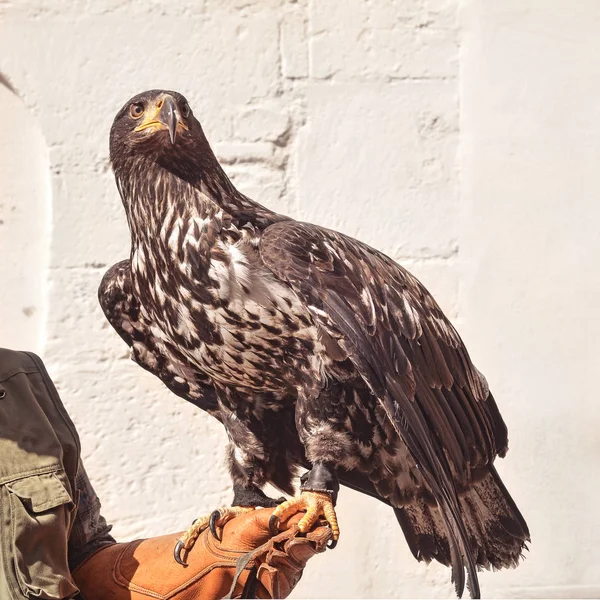 Limpe a águia-de-cauda Imagens De Bancos De Imagens Sem Royalties