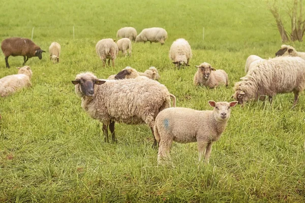 Curious sheeps — Stock Photo, Image