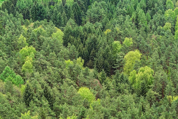 Mixed forest background — Stock Photo, Image